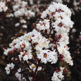 lagerstroemia black solitaire alba